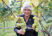 Camilla Duchess of Cornwall visits Chapel Down Winery, Tenterden, Kent, Britain - 15 Oct 2014