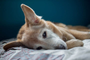 Maria Sharp says goodbye to dog Chubby in touching photos, America, Oct 2014
