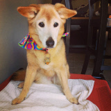 Maria Sharp says goodbye to dog Chubby in touching photos, America, Oct 2014