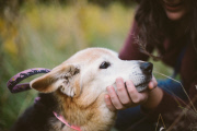 Maria Sharp says goodbye to dog Chubby in touching photos, America, Oct 2014