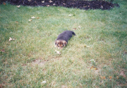 Maria Sharp says goodbye to dog Chubby in touching photos, America, Oct 2014