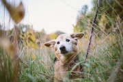 Maria Sharp says goodbye to dog Chubby in touching photos, America, Oct 2014
