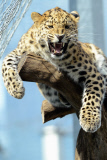 Amur Leopard Suiyana