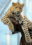 Amur Leopard Suiyana