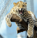 Amur Leopard Suiyana