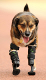 Poisoned dog who had two legs amputated gets prosthetic limbs, Great Yarmouth, Britain - 05 Sep 2014