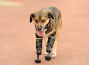 Poisoned dog who had two legs amputated gets prosthetic limbs, Great Yarmouth, Britain - 05 Sep 2014