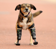 Poisoned dog who had two legs amputated gets prosthetic limbs, Great Yarmouth, Britain - 05 Sep 2014