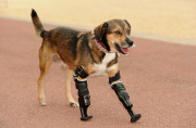 Poisoned dog who had two legs amputated gets prosthetic limbs, Great Yarmouth, Britain - 05 Sep 2014