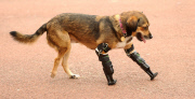 Poisoned dog who had two legs amputated gets prosthetic limbs, Great Yarmouth, Britain - 05 Sep 2014