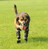 Poisoned dog who had two legs amputated gets prosthetic limbs, Great Yarmouth, Britain - 05 Sep 2014