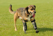Poisoned dog who had two legs amputated gets prosthetic limbs, Great Yarmouth, Britain - 05 Sep 2014