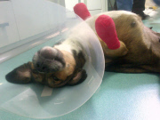 Poisoned dog who had two legs amputated gets prosthetic limbs, Great Yarmouth, Britain - 05 Sep 2014