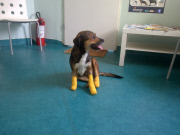 Poisoned dog who had two legs amputated gets prosthetic limbs, Great Yarmouth, Britain - 05 Sep 2014