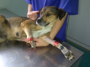 Poisoned dog who had two legs amputated gets prosthetic limbs, Great Yarmouth, Britain - 05 Sep 2014