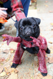 All Dogs Matter Halloween Dog Walk, Hampstead Heath, London, Britain - 26 Oct 2014