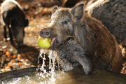 Wild Boars Bobbing For Apples