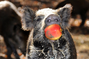 Wild Boars Bobbing For Apples
