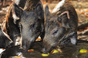 Wild Boars Bobbing For Apples