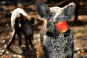 Wild Boars Bobbing For Apples