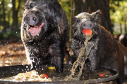 Wild Boars Bobbing For Apples