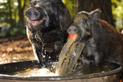 Wild Boars Bobbing For Apples