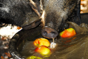 Wild Boars Bobbing For Apples