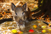 Wild Boars Bobbing For Apples