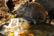 Wild Boars Bobbing For Apples