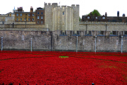 Tower of London's Blood Swept Lands and Seas of Red ceramic poppy installation