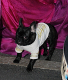 Lady Gaga surrounded by fans when leaving her hotel with her French Bulldog.