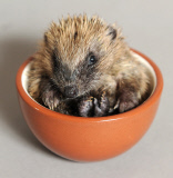 Woman turns her spare bedroom into a hospital for hedgehogs, Hemsby, Norfolk, Britain - 03 Nov 2014
