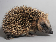 Woman turns her spare bedroom into a hospital for hedgehogs, Hemsby, Norfolk, Britain - 03 Nov 2014