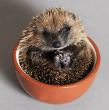 Woman turns her spare bedroom into a hospital for hedgehogs, Hemsby, Norfolk, Britain - 03 Nov 2014