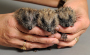 Woman turns her spare bedroom into a hospital for hedgehogs, Hemsby, Norfolk, Britain - 03 Nov 2014