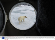 Polar bear pokes his head into tourist ship after smelling lunch cooking, Svalbard, Arctic -