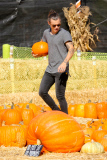 Harry Styles and his Pumpkin Lou Teasdale hit the patch