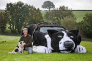 Farmer converts Peugeot estate car into a replica of his sheepdog, Sussex, Britain - 25 Oct 2014