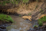 Lioness guides reluctant cubs over stream, Masai Mara, Kenya - 20 Oct 2014