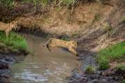 Lioness guides reluctant cubs over stream, Masai Mara, Kenya - 20 Oct 2014