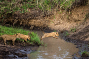 Lioness guides reluctant cubs over stream, Masai Mara, Kenya - 20 Oct 2014
