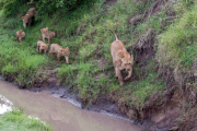Lioness guides reluctant cubs over stream, Masai Mara, Kenya - 20 Oct 2014