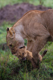 Lioness guides reluctant cubs over stream, Masai Mara, Kenya - 20 Oct 2014