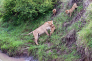 Lioness guides reluctant cubs over stream, Masai Mara, Kenya - 20 Oct 2014