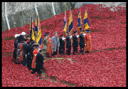 Last poppy planted at Tower of London poppy installation