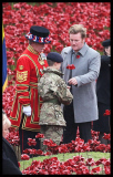 Last poppy planted at Tower of London poppy installation