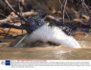 Jaguar attacking a Yacare Caiman in the Piquiri River, Pantanal, Brazil - 12 Oct 2014