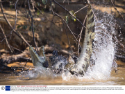 Jaguar attacking a Yacare Caiman in the Piquiri River, Pantanal, Brazil - 12 Oct 2014