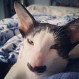 Stache Cat poses for Movember moustache gallery, New Jersey, America - 13 Nov 2014