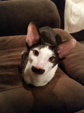 Stache Cat poses for Movember moustache gallery, New Jersey, America - 13 Nov 2014